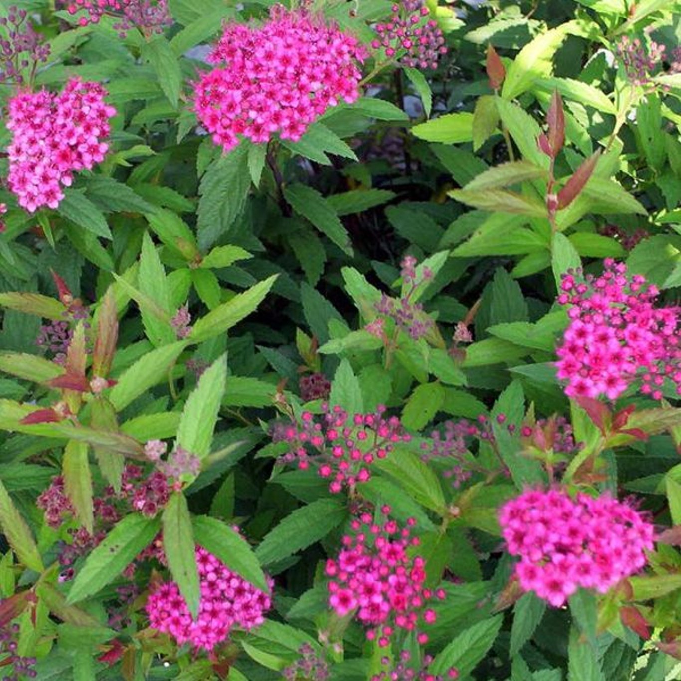 Spiraea jap. 'Froebelii' - 30-50 CM bare root 0/2